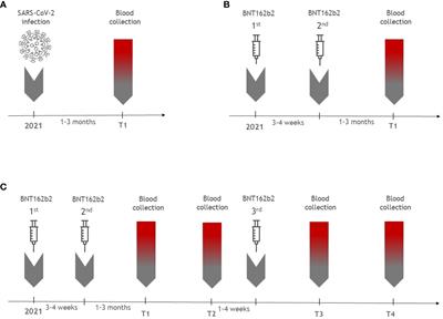 Specific immune responses after BNT162b2 mRNA vaccination and COVID-19 infection